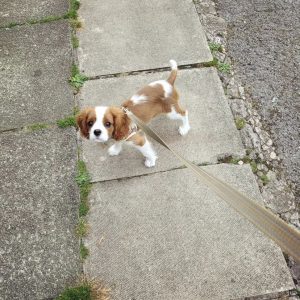 King Charles Spaniel Puppies for sale